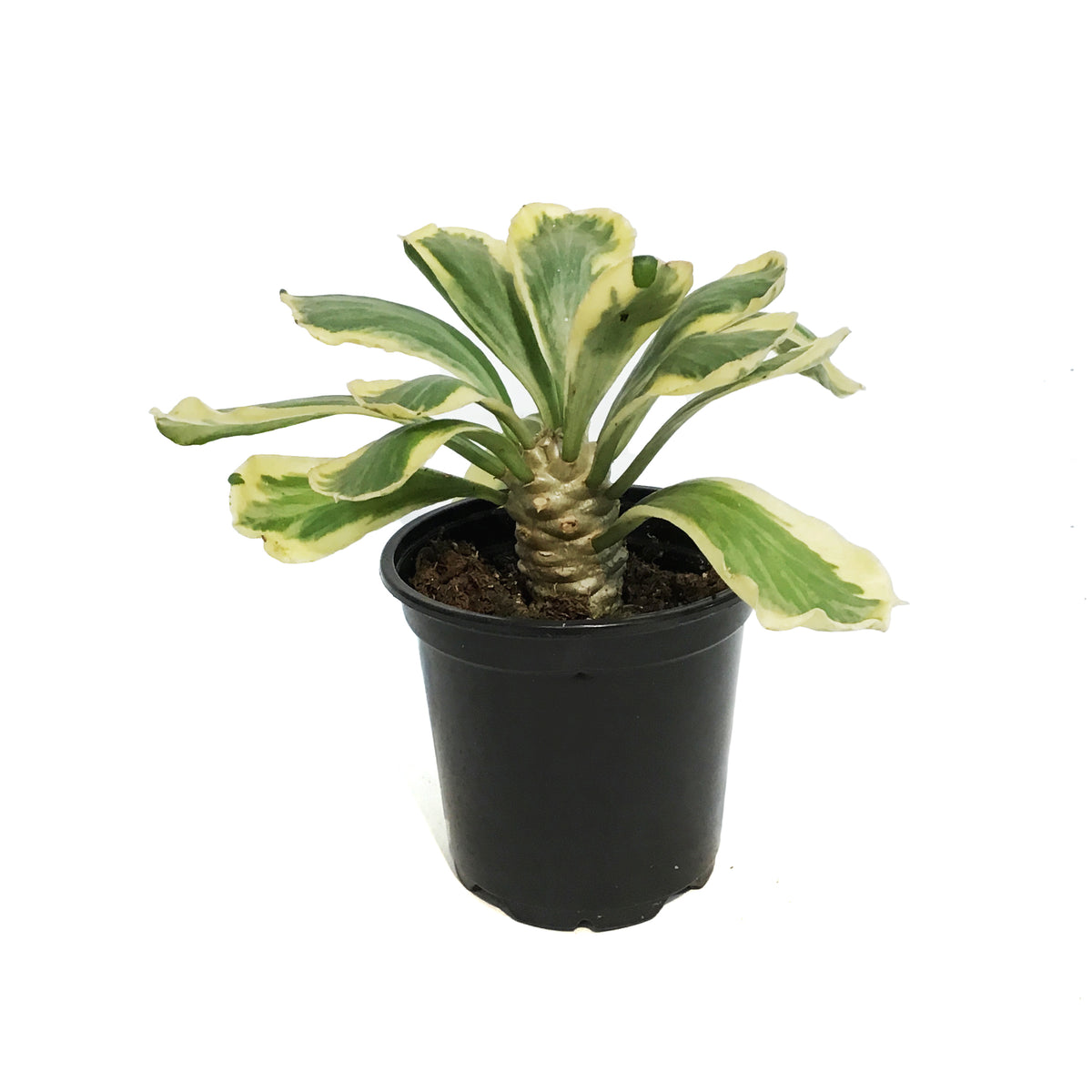 Cactus, 4in, Euphorbia Poissonii Variegated