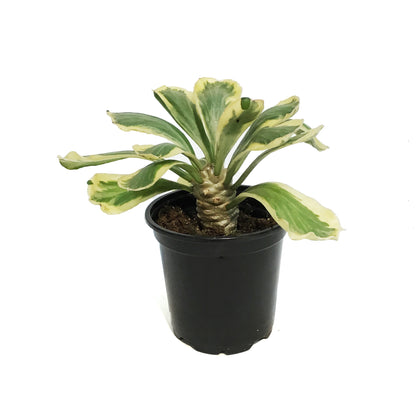 Cactus, 4in, Euphorbia Poissonii Variegated