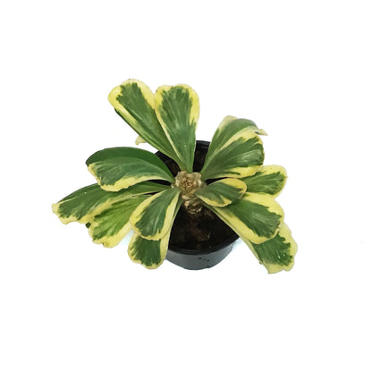 Cactus, 4in, Euphorbia Poissonii Variegated