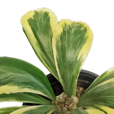 Cactus, 4in, Euphorbia Poissonii Variegated