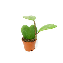 Load image into Gallery viewer, Hoya, 2.5in, Heart Green Vining
