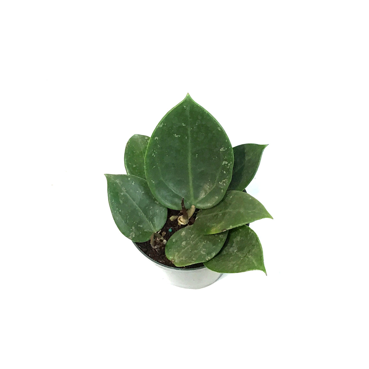 Hoya, 4in, Parasitica Splash