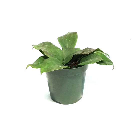 Hoya, 4in, Quinquenervia