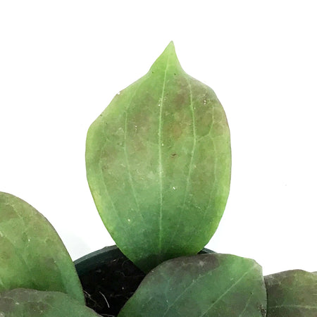 Hoya, 4in, Quinquenervia