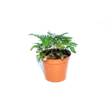 Load image into Gallery viewer, Fern, 2.5in, Rabbit's Foot
