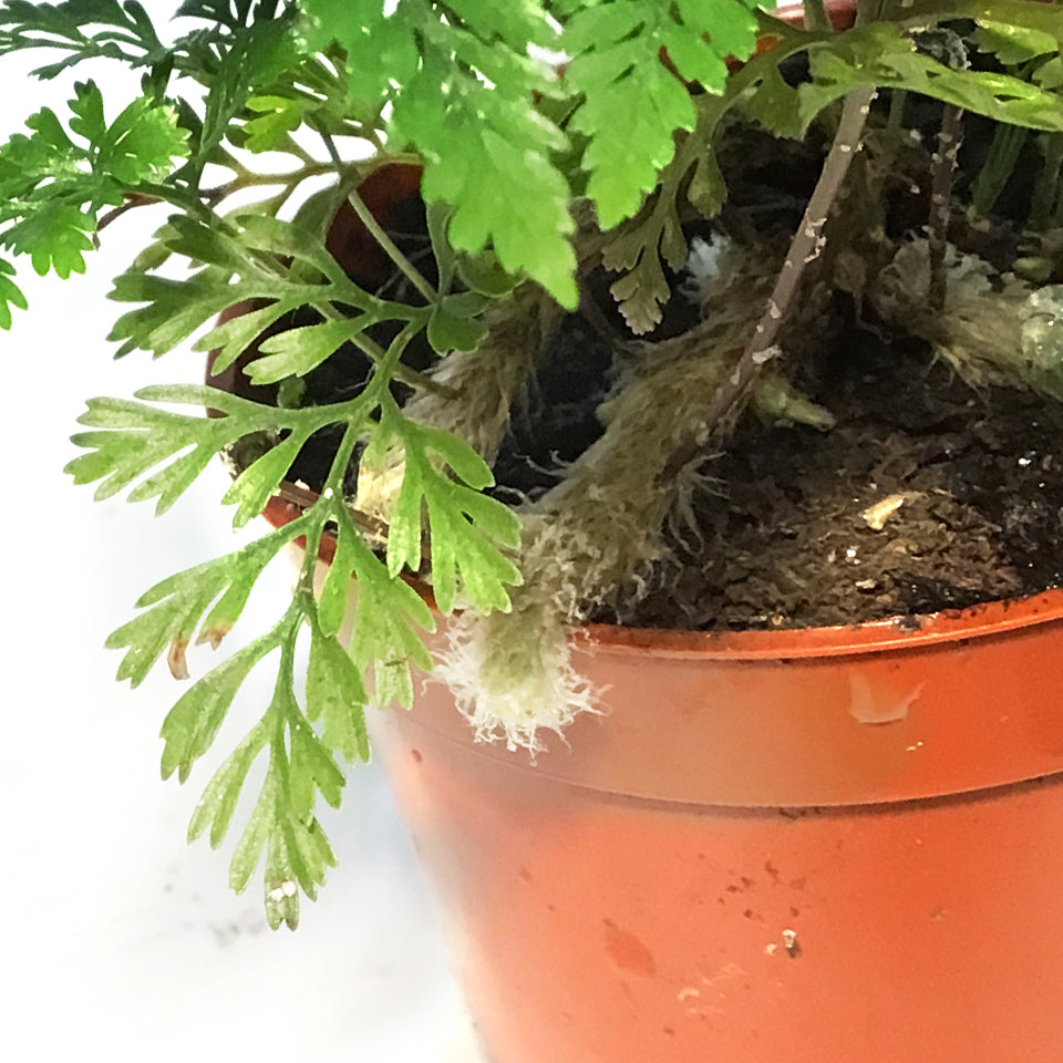Fern, 2.5in, Rabbit's Foot