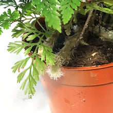 Load image into Gallery viewer, Fern, 2.5in, Rabbit's Foot

