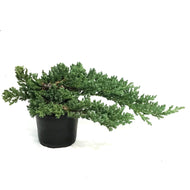 Bonsai, 4in, Juniper