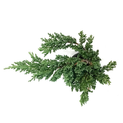 Bonsai, 4in, Juniper