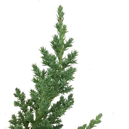 Bonsai, 4in, Juniper