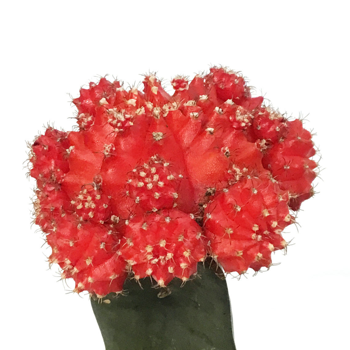 Cactus, 3.5in, Grafted