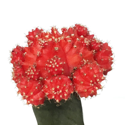 Cactus, 3.5in, Grafted
