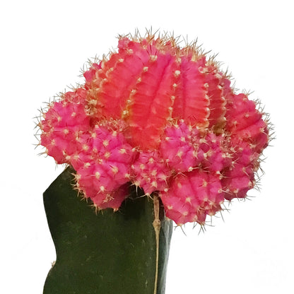 Cactus, 3.5in, Grafted