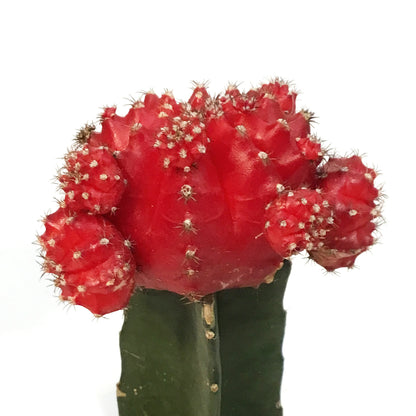 Cactus, 3.5in, Grafted