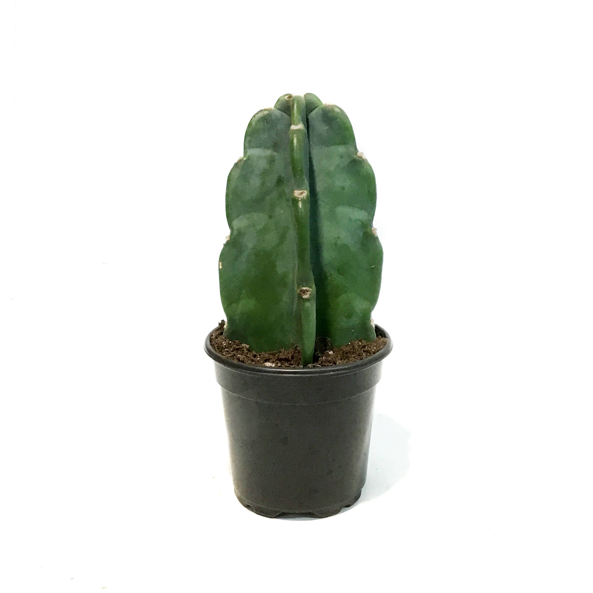 Cactus, 4in, Cuddly