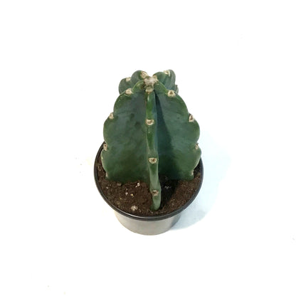 Cactus, 4in, Cuddly
