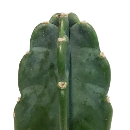 Cactus, 4in, Cuddly