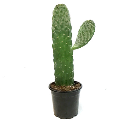 Cactus, 4in, Cowboy Consolea