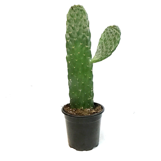 Cactus, 4in, Cowboy Consolea