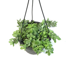 Load image into Gallery viewer, Cotyledon, 6.5in Hanging Basket
