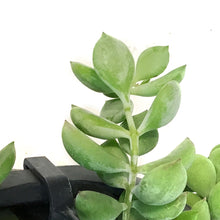 Load image into Gallery viewer, Cotyledon, 6.5in Hanging Basket
