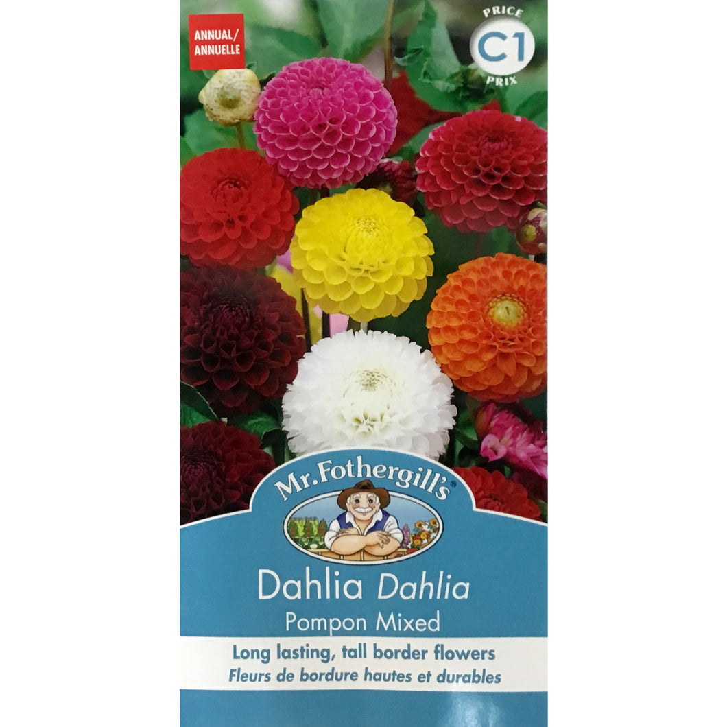 Dahlia - Pompon Hybrid Seeds, FG