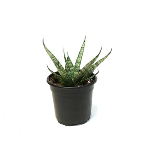 Sansevieria, 4in, Silver Wave