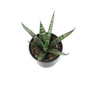 Sansevieria, 4in, Silver Wave