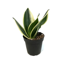 Load image into Gallery viewer, Sansevieria, 4in, Hahnii Lotus
