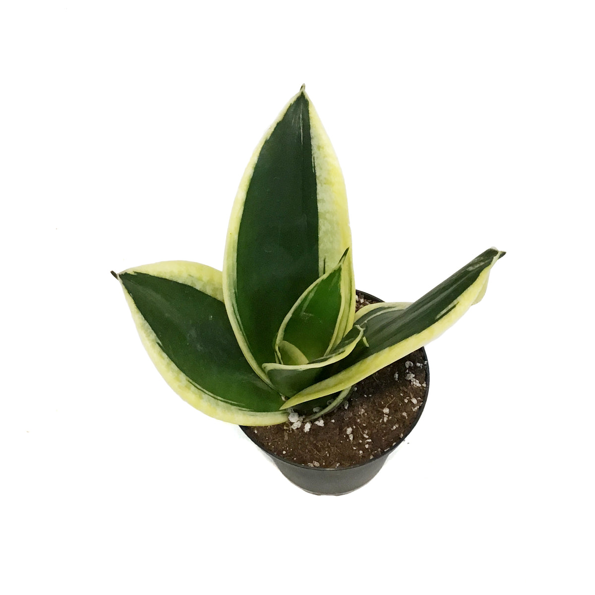 Sansevieria, 4in, Hahnii Lotus