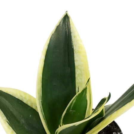Sansevieria, 4in, Hahnii Lotus