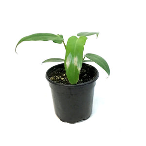 Philodendron, 4in, Longilobatum