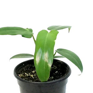 Philodendron, 4in, Longilobatum