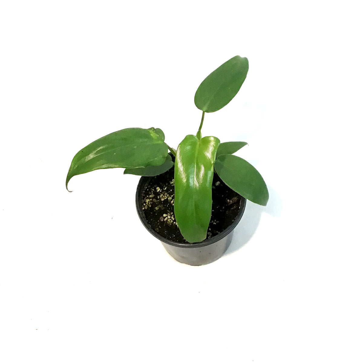 Philodendron, 4in, Longilobatum