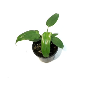 Philodendron, 4in, Longilobatum