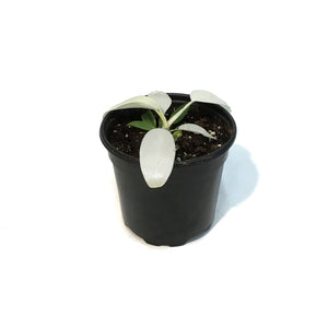 Philodendron, 4in, Florida Ghost