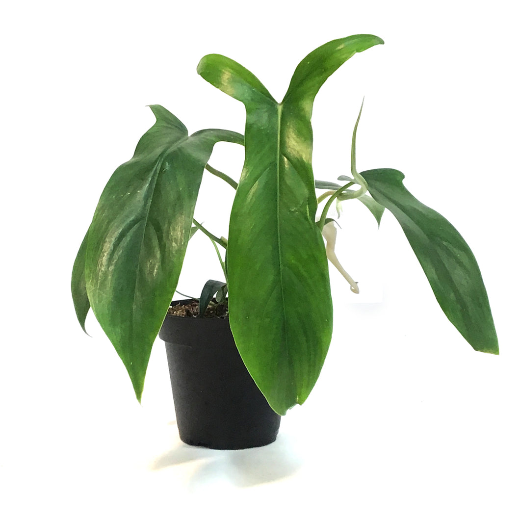 Philodendron, 4in, 69686 Bette Waterbury