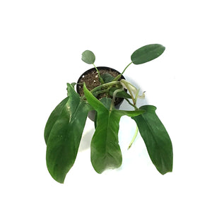 Philodendron, 4in, 69686 Bette Waterbury