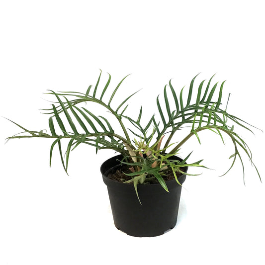 Philodendron, 6in,Tortum