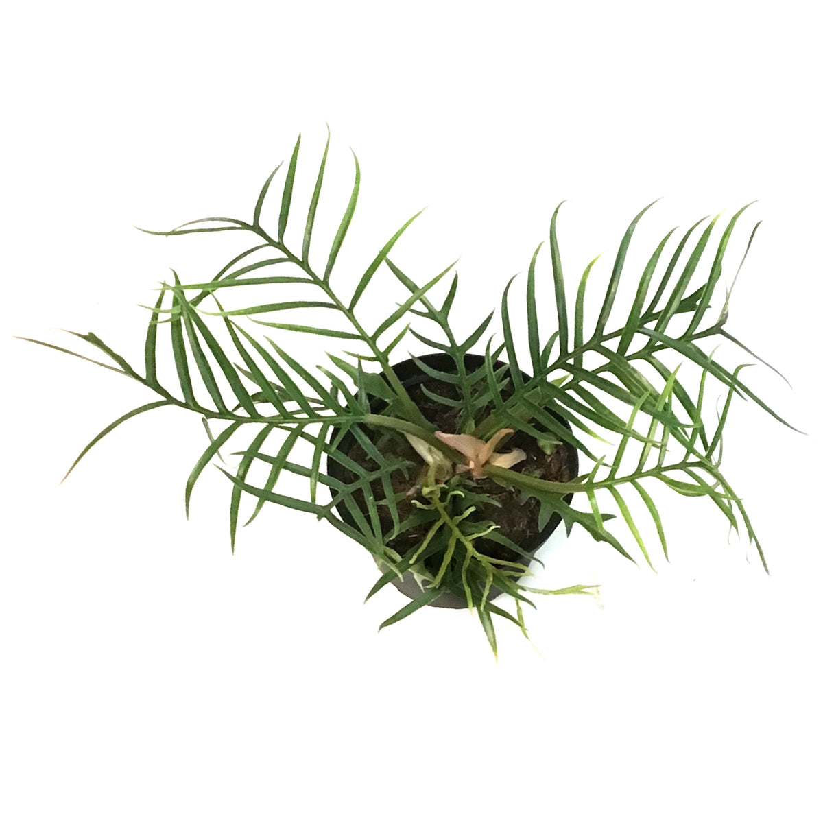 Philodendron, 6in,Tortum