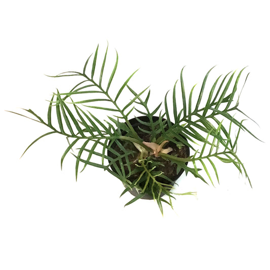 Philodendron, 6in,Tortum
