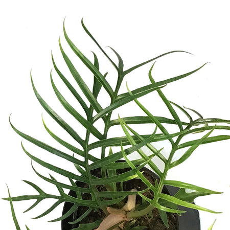 Philodendron, 6in,Tortum