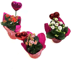 4in Valentines Planter Kalanchoe