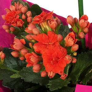 4in Valentines Planter Kalanchoe