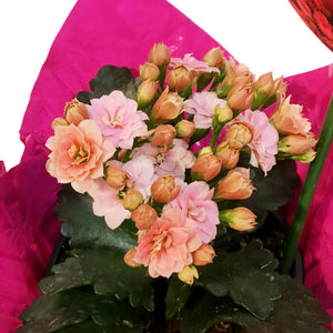 4in Valentines Planter Kalanchoe