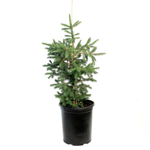 Load image into Gallery viewer, Spruce, 5 gal, Black Hills
