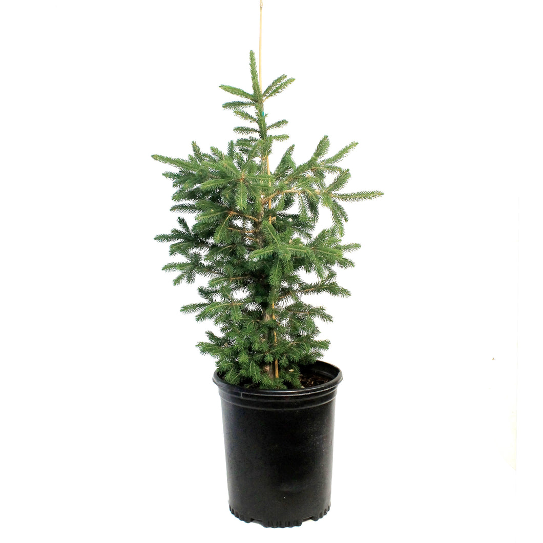 Spruce, 5 gal, Black Hills