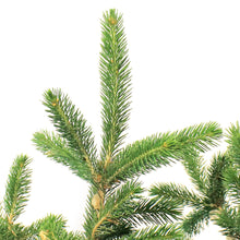 Load image into Gallery viewer, Spruce, 5 gal, Black Hills
