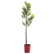 Load image into Gallery viewer, Cherry Plum, 5 gal, Opata
