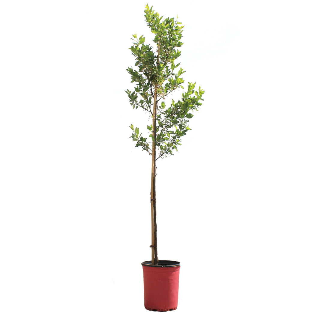 Cherry Plum, 5 gal, Opata